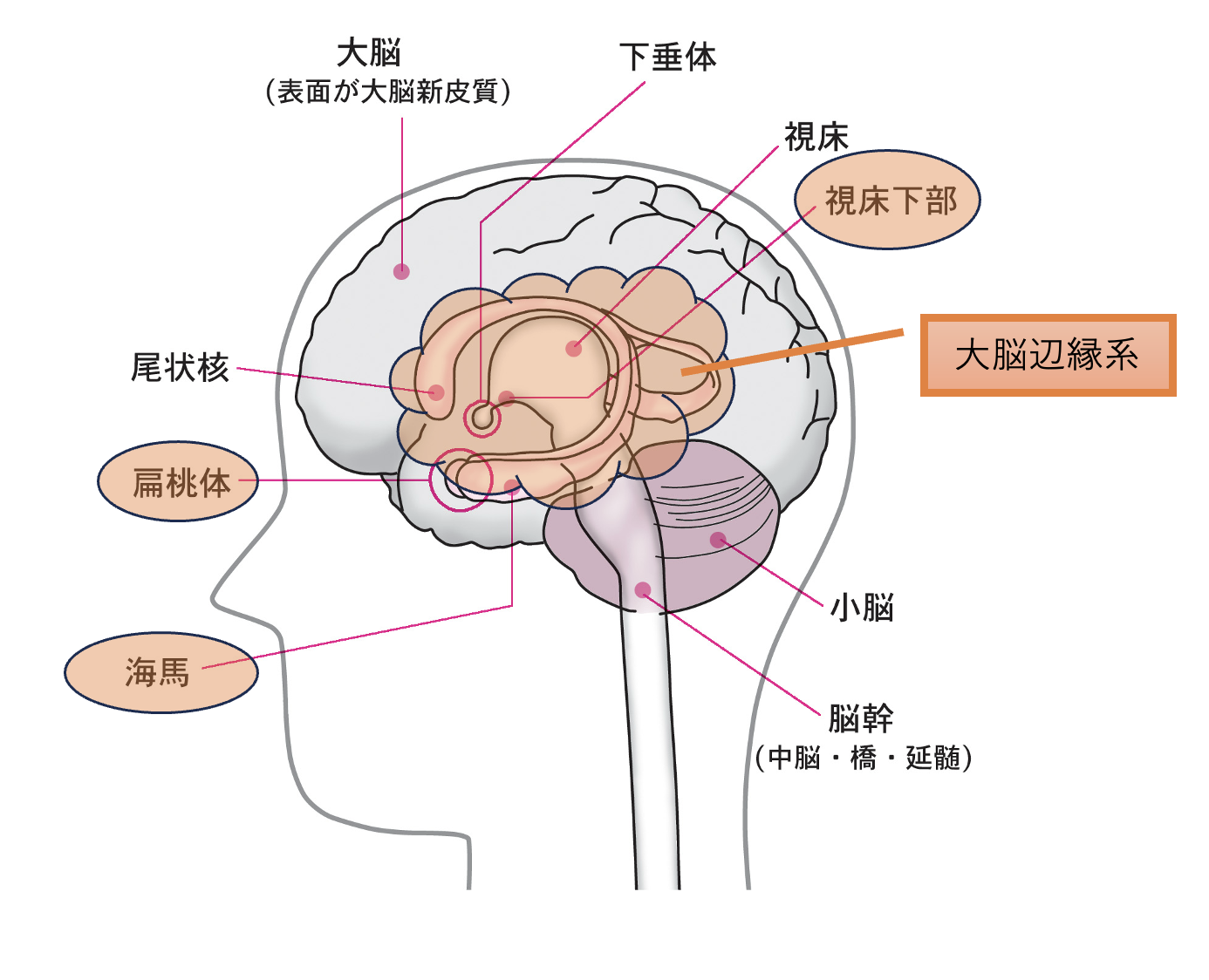 大脳辺縁系
